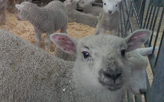 Canterbury A and P Show sheep