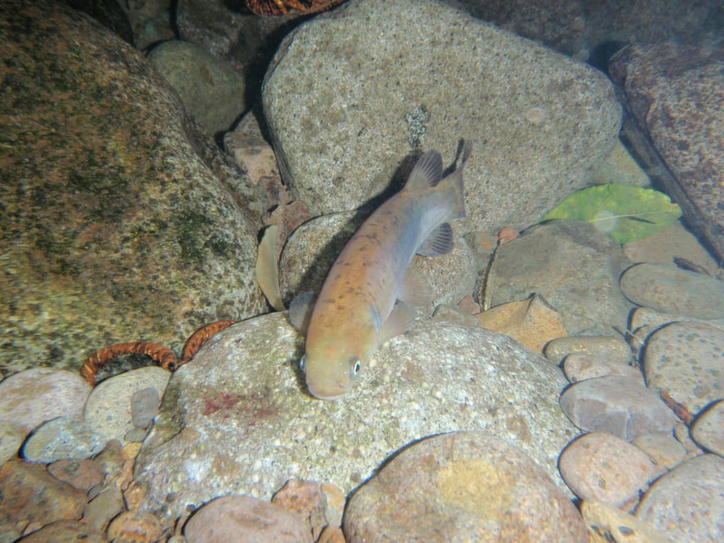 Shortjaw Kokopu