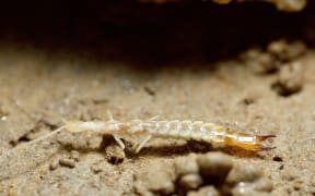 Cave Dipluran