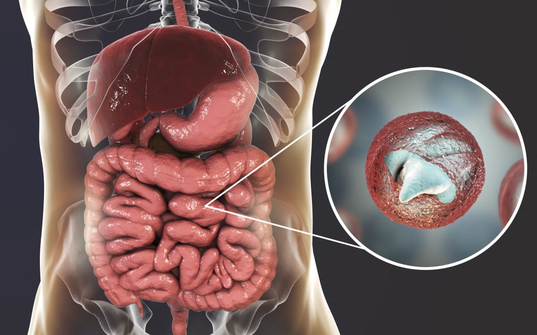 Cryptosporidium parvum parasites, the cause of cryptosporidiosis, computer illustration.