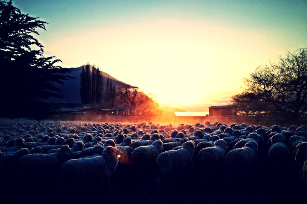On Mt Nicholas Station, the shearing gang rises early to shear 200 sheep a day