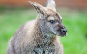 Head shot of a wallaby. (File pic)