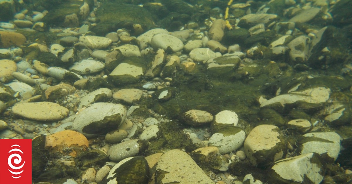 Toxic algae warning for swimmers and pets