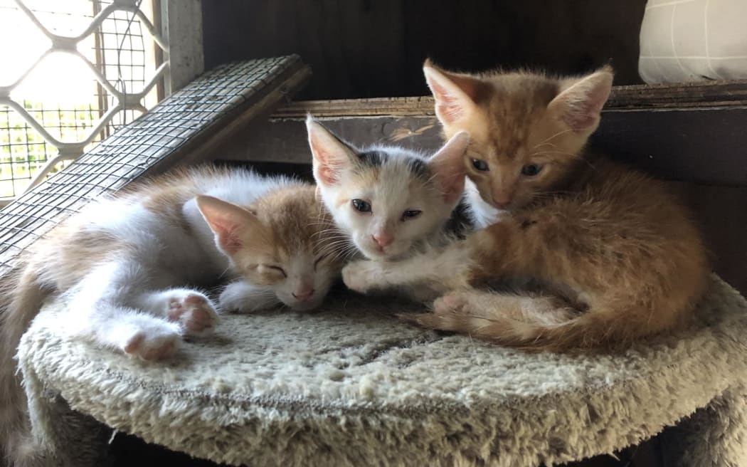 Over 200 kittens were rehomed by the sanctuary in 2023.
