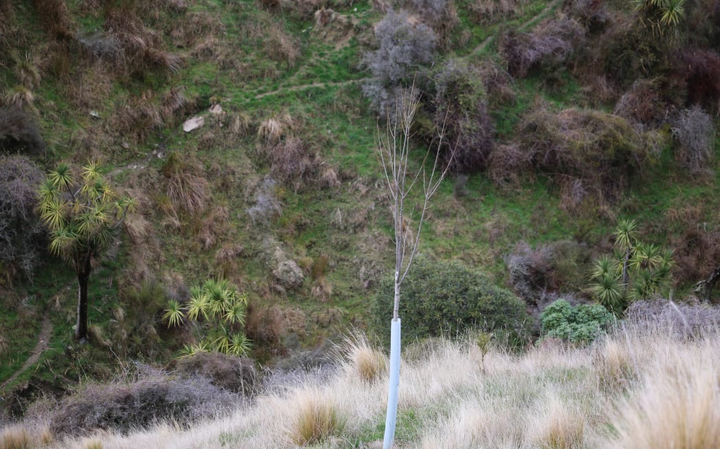 Planting willow and poplar poles in north Canterbury