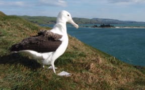 The albatross spends several years away feeding in South American waters before returning to Taiaroa Head to find a mate.