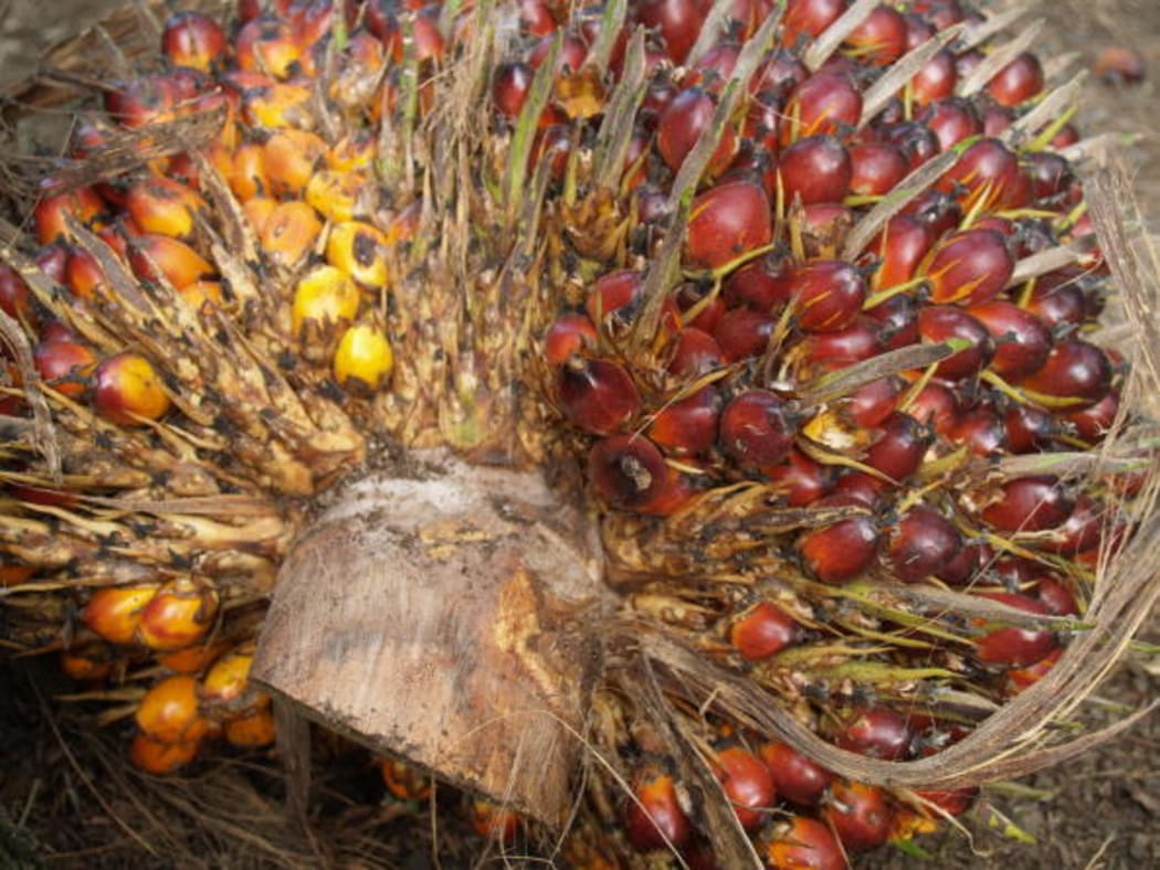 The cross-section of the fruit of the oil palm, which comes in a pineapple-like bunch, is displayed for a photograph at PT Perusahaan Perkebunan London's plantation in Sumatra, Indonesia in 2006.