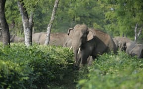 A herd of 46 wild elephants walk through the Gangaram Tea Garden. Asian elephants are listed as endangered animals. As the human population increases the natural habitat of the elephants get destroyed and they are forced to move in farming areas where causing damage to crops.