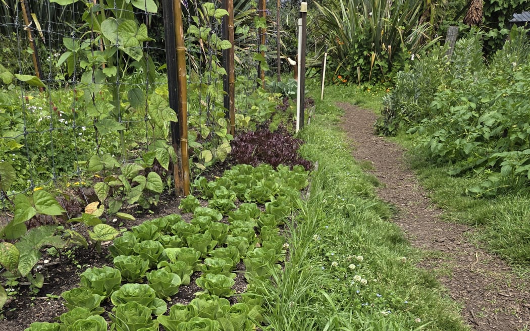 Fresh produce growing at Kelmarna Community Farm