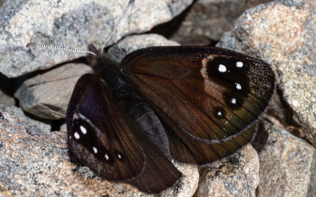 Pepe pōuri / black mountain ringlet