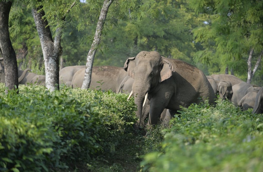 A herd of 46 wild elephants walk through the Gangaram Tea Garden. Asian elephants are listed as endangered animals. As the human population increases the natural habitat of the elephants get destroyed and they are forced to move in farming areas where causing damage to crops.