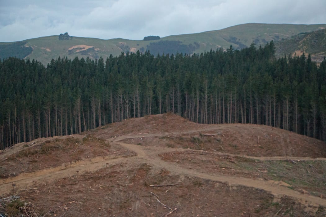 Pine trees are harvested on a hillside in southern Hawke's Bay