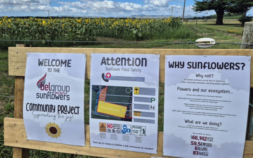 Two hectares of sunflowers were planted this year for the BEL Group project 'spreading the joy'.
