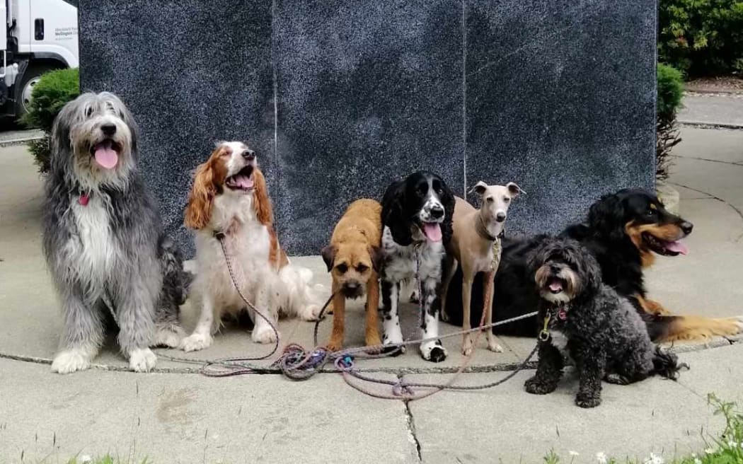 A pack of dogs waiting for a walk.