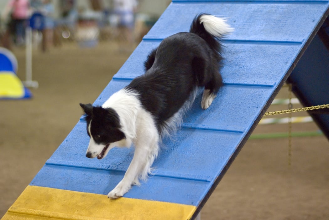 Dog agility