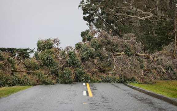 Strong winds in the Glentui area of Canterbury brought down trees. Birch Hill Rd, Glentui.