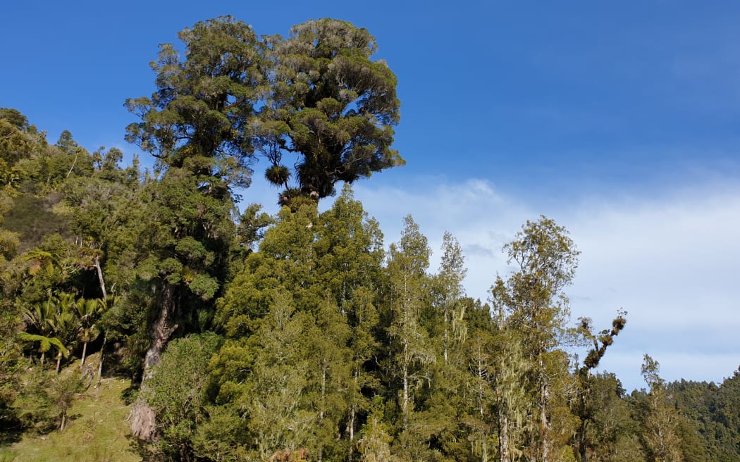 Tony Pascoe says there's about 70 different varieties of native orchids at Mangapēpeke Valley, where he lives.
