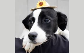 Tui, one of the dogs rehomed from Rotorua's dog pound earlier this year.