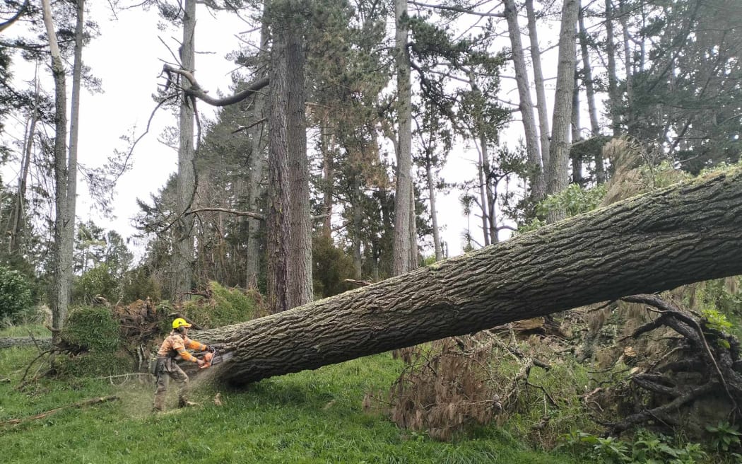 Kaimahi Verran Hita chopping up one of more than 1000 Cyclone Gabrielle-hit fallen trees during recent six-month Enhanced Taskforce Green Cyclone Gabrielle mahi stint around Northland and beyond.Photo supplied Te Roroa PLEASE CREDIT