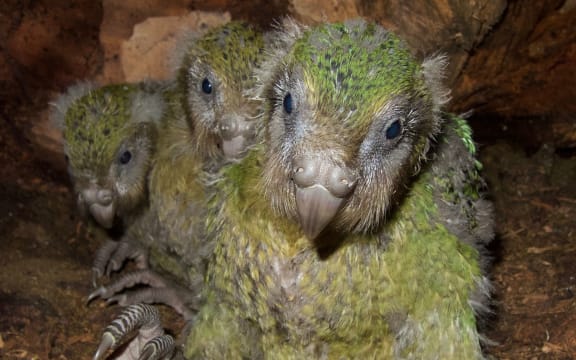 Before her untimely death from the fungal disease aspergillosis, Hoki was foster mum to three kākāpō chicks. From left to right, Huhana-2-A-19, Pearl-2-B-19 and Bella-1-A-19.
