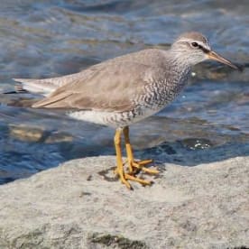 Photo for Grey-tailed tattler