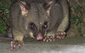 Brushtail possum