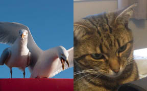 Seagulls attacked Spring the cat