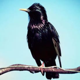 Photo for Starling