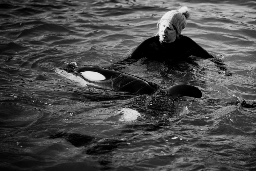 Rescuers and volunteers keep watch over a stranded baby orca at Plimmerton, Wellington.