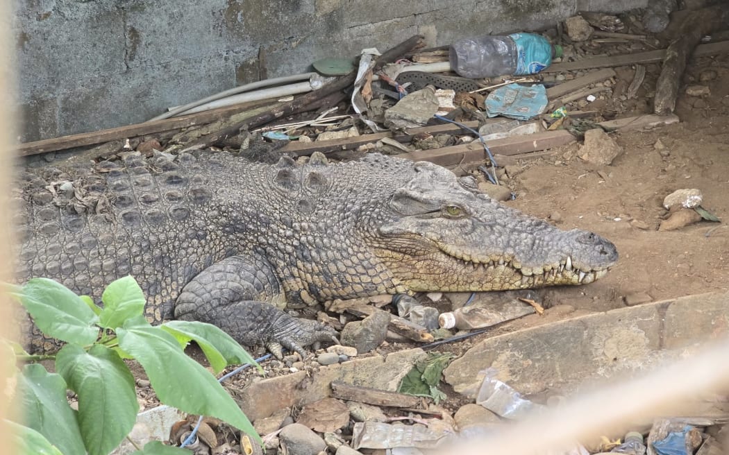 Carolyn Press-McKenzie, Founder and CEO of Helping You Help Animals (HUHA) says the crocs are relying on rainwater and are living in litter filled pits.