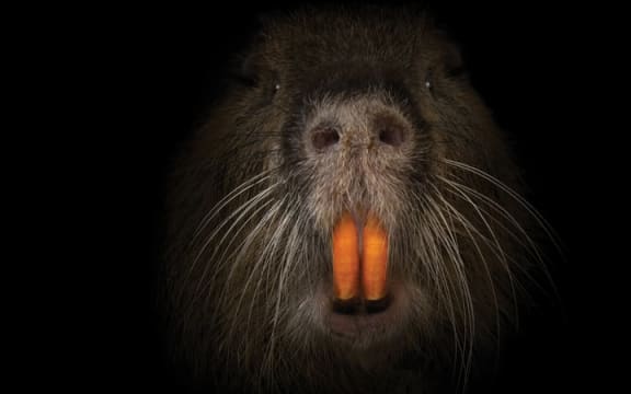 Swamp Rat from movie poster for "Rodents of Unusual Size"