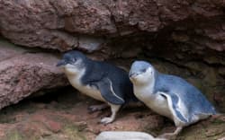 Kororā, or white-flippered penguins have been on the property of a Banks Peninsula farming family in Flea Bay for years.