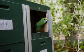 A Kākāriki Karaka is released on Pukenui Anchor Island.