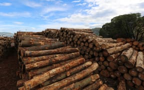 230414. Photo Diego Opatowski / RNZ. Christchurch. Logs in the port.