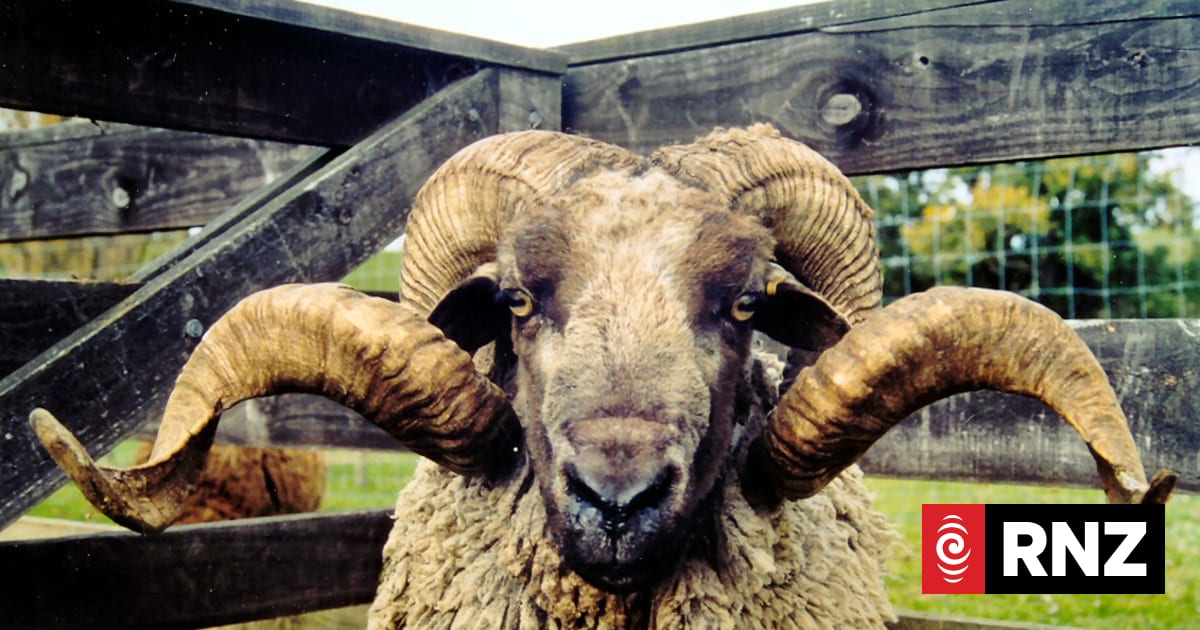 Mohaka sheep genetics to be stored as wild numbers drop