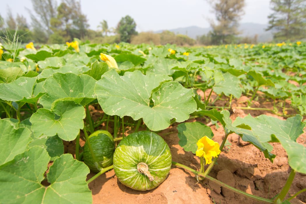 Vegetable crop growing in a field.