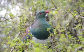 Kereru