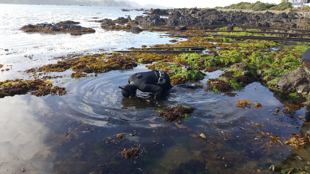 Diver Tom McCowan searching for young pāua under boulders on Wellington's south coast.