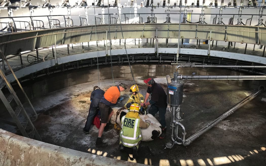 Fire and Emergency crews from Dunsandel and Burnham were called to assist a farmer and vet after a cow got stuck in the middle of a milking platform and had to be airlifted to safety.