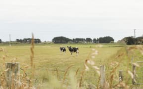 Dry land and cows, parched land in central North Island.