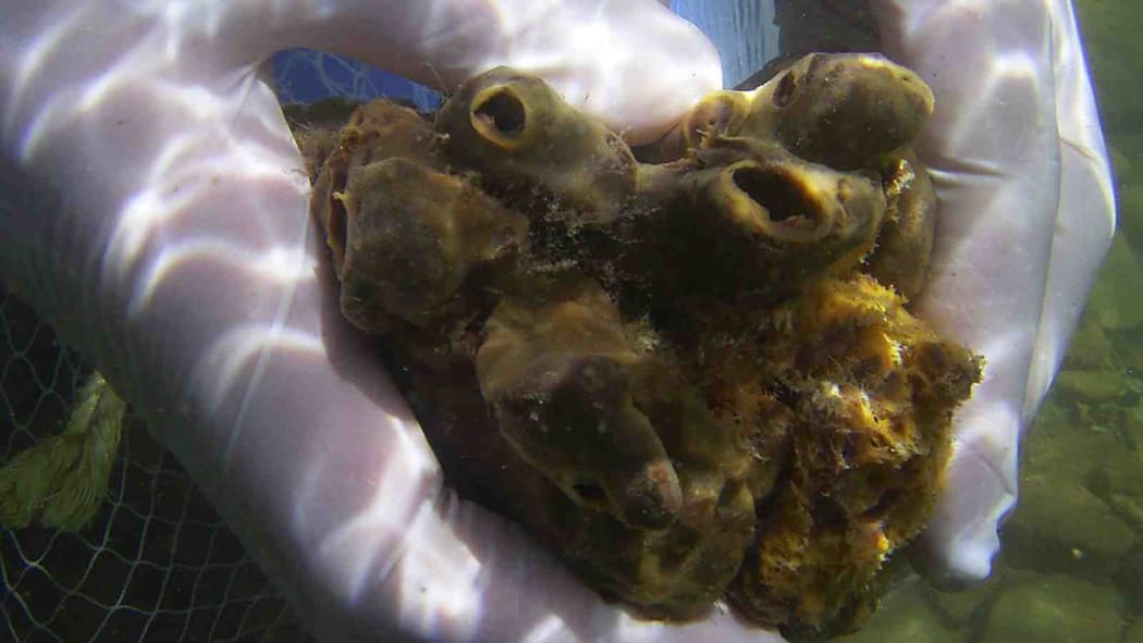 New Zealand sea sponge