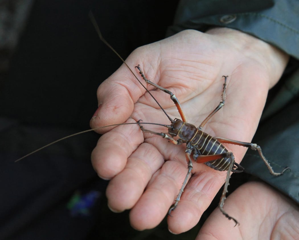 Bluff weta Deinacrida elegans