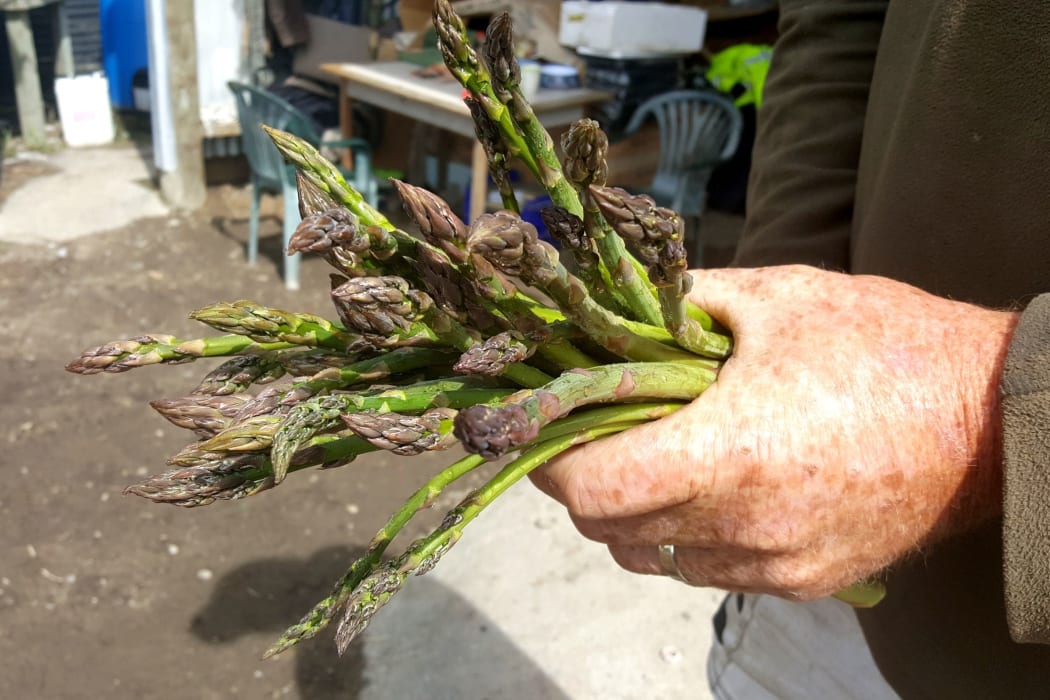 A fistful of asparagus