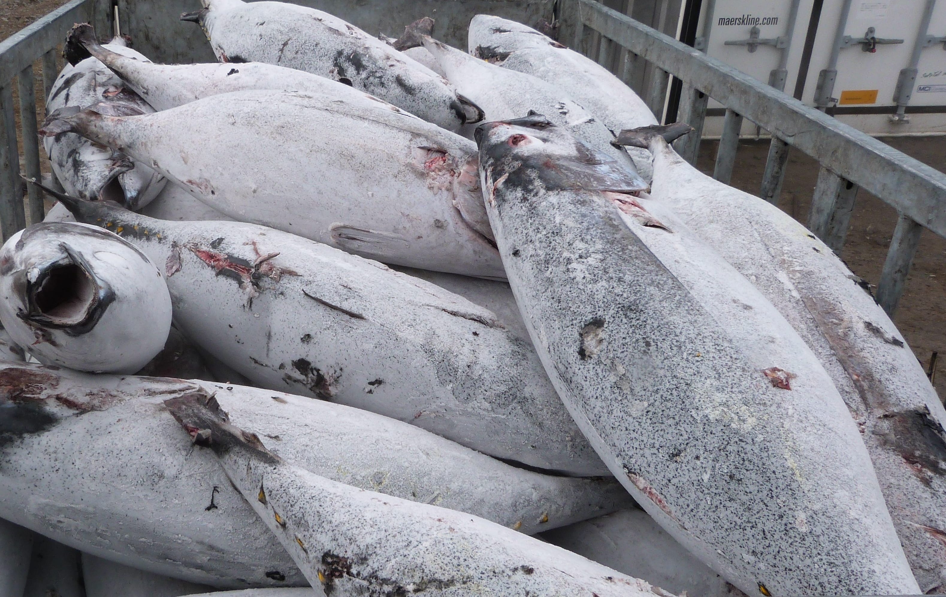 Frozen albacore tuna offloaded in Lami, Fiji