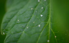 An extremely close up shot of tiny whitefly on part of a tomato leaf. The whitefly look like incredibly small moths. Most are out of focus, but one is in focus with it's wings visible beside one of the veins of the leaf.