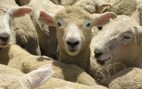 sheep