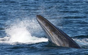 Bryde's Whale - Hauraki Gulf