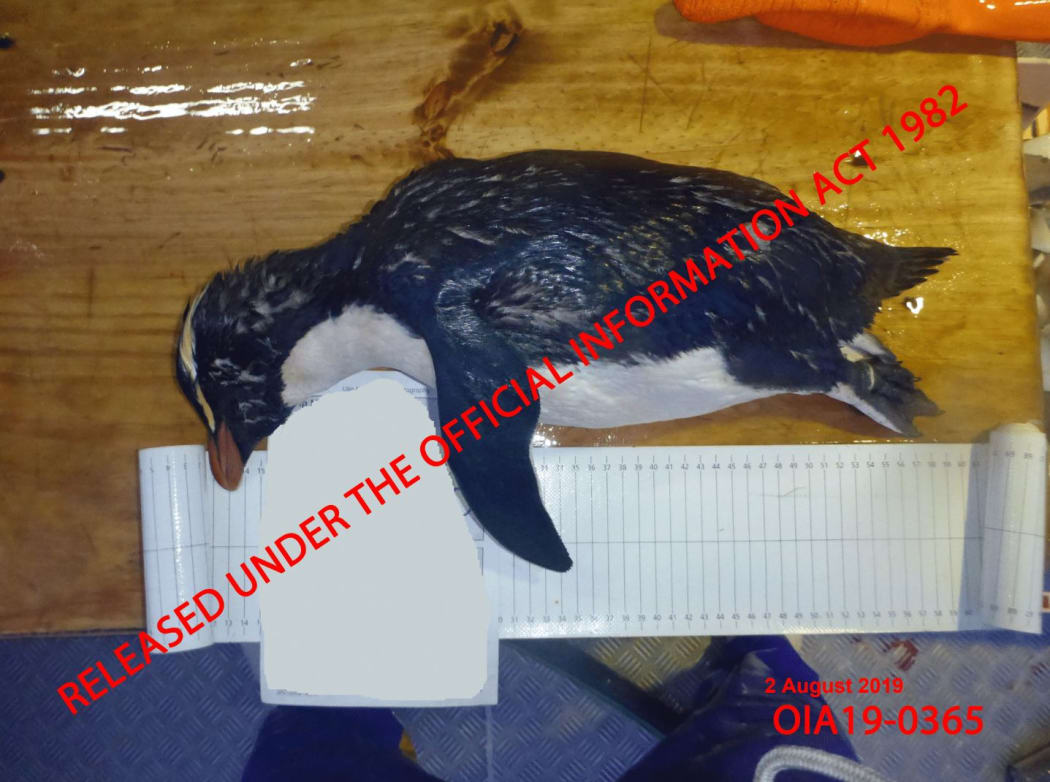 This Fiordland crested penguin, caught between July 2018 and December 2018, was found to be waterlogged.