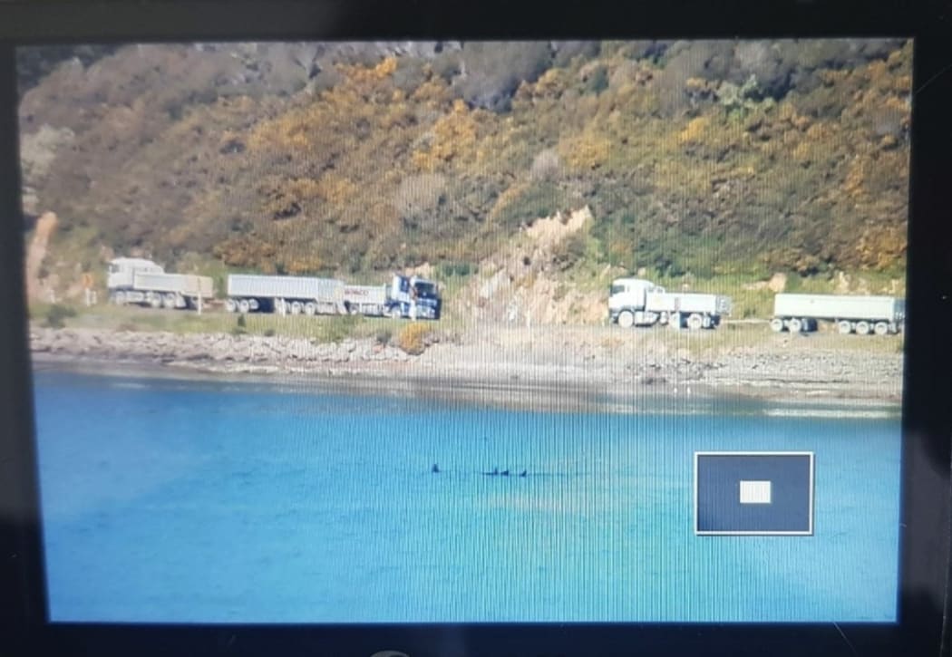 An observer at home in the hills beside Porirua Harbour monitors a pod of orca hunting sting rays.