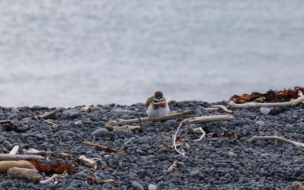 banded dotterel